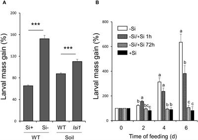 Comprehensive analysis of silicon impact on defense and metabolic responses in rice exposed to herbivory stress